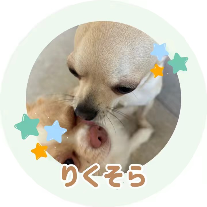 りくそら🐶〜チワワの日常生活〜