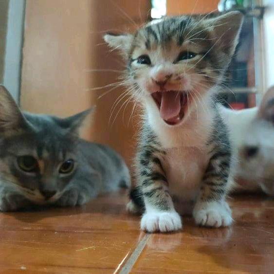 Yoona, Mochi, & Catto Friends