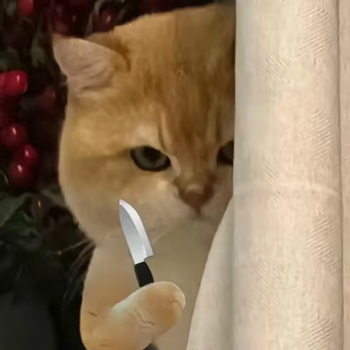 แมวจ้มที่จ้มเหมือนสีแซลมอน