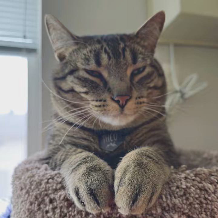 TheoTheCat