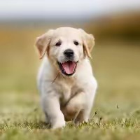 The Furry Friends Co