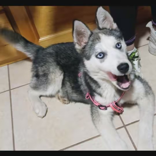 Arreola Arreola Rous