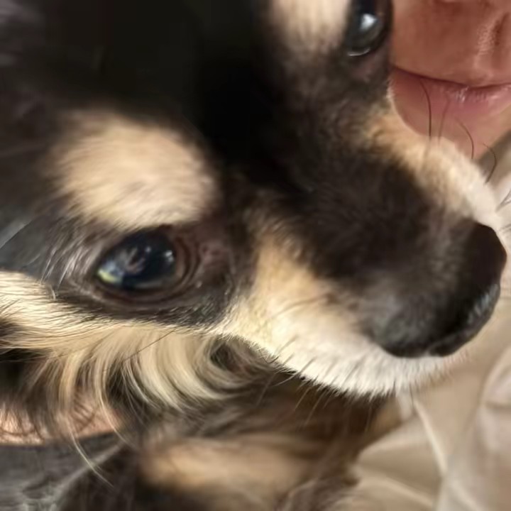 美桜💞🐶🎗️