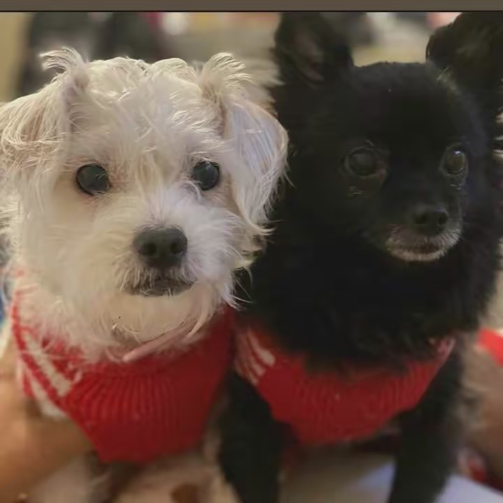 Yocarlitos Charlie C