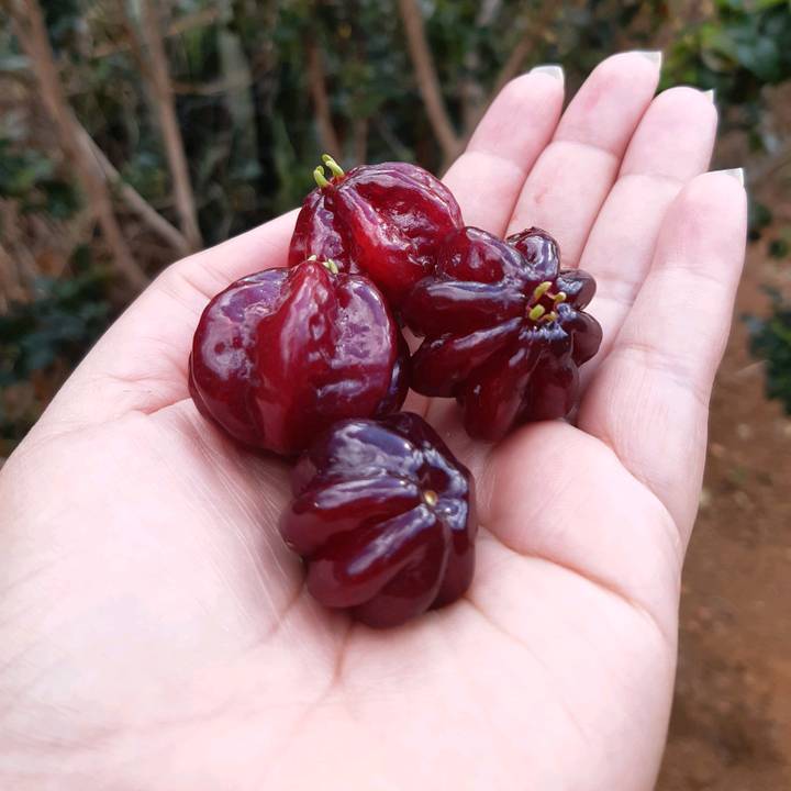 MariaAlice (FLOPADONA🤡)