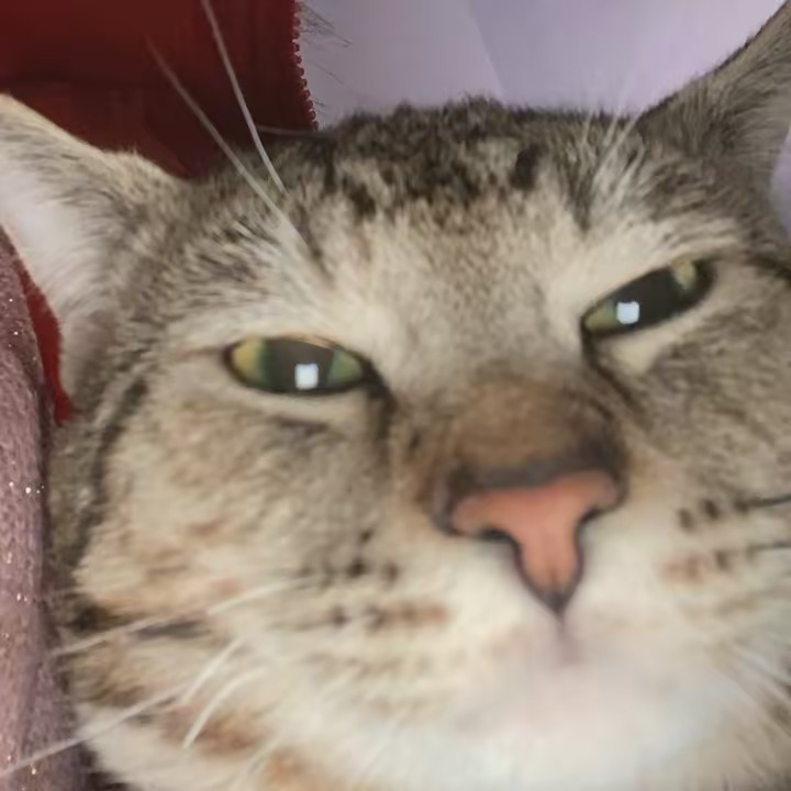 ❤️Angelzcake❤️