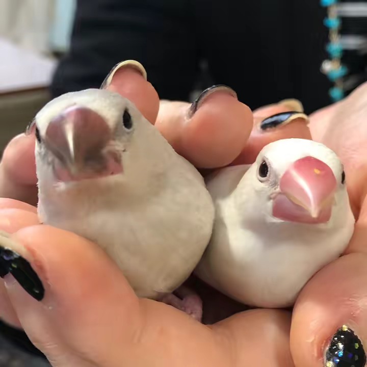 🏋️‍♂️ぴこぽん🏋️‍♂️😎🐥💎