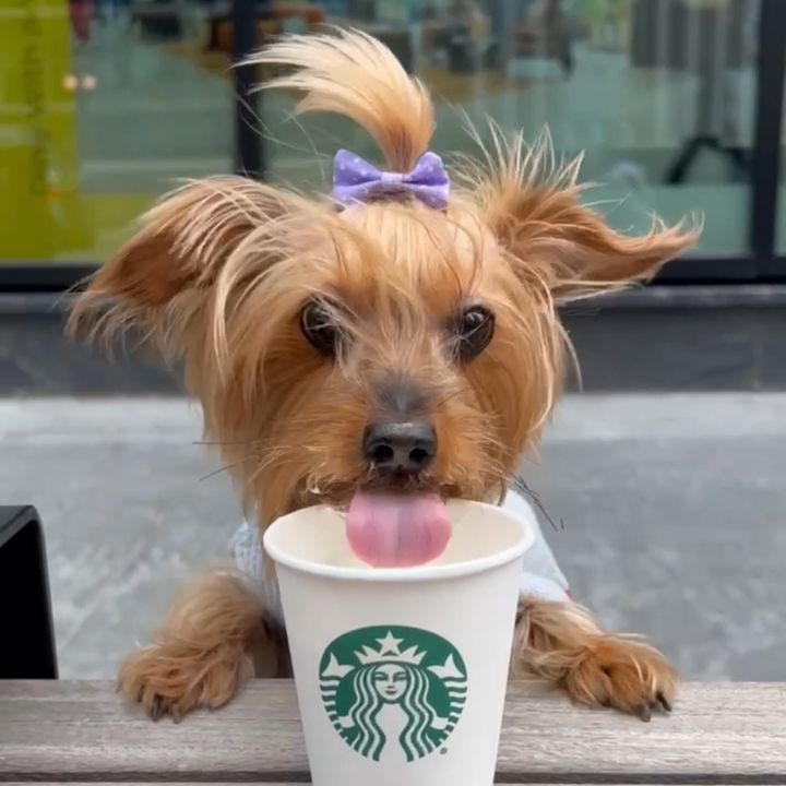 cocothecityyorkie🐶🐾