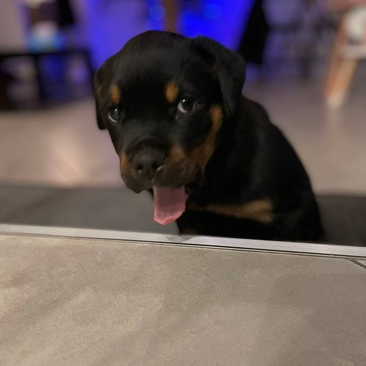 Uzirottweiler