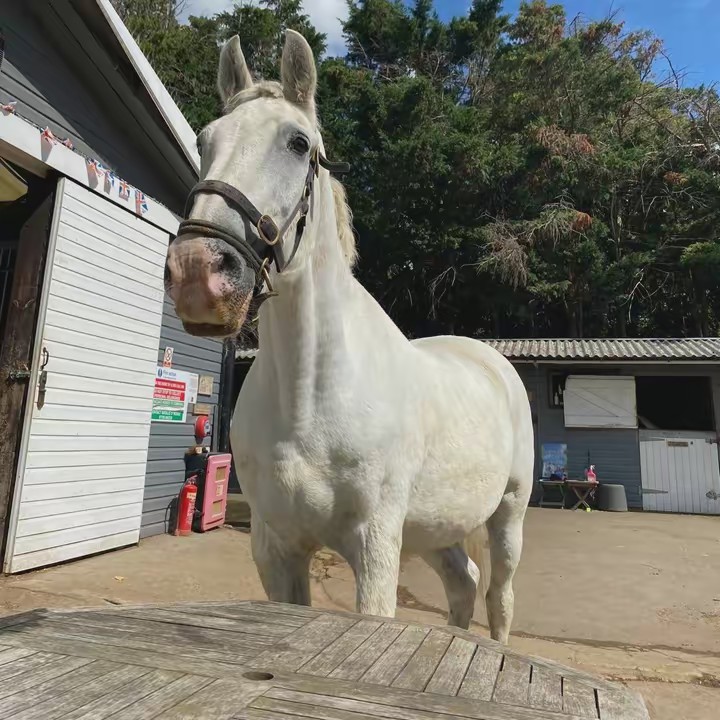 Park Lane Stables RDA