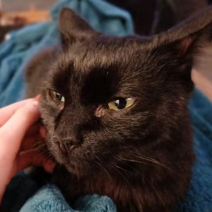 ♡les choux 🤩 d’animaux 🤪♡