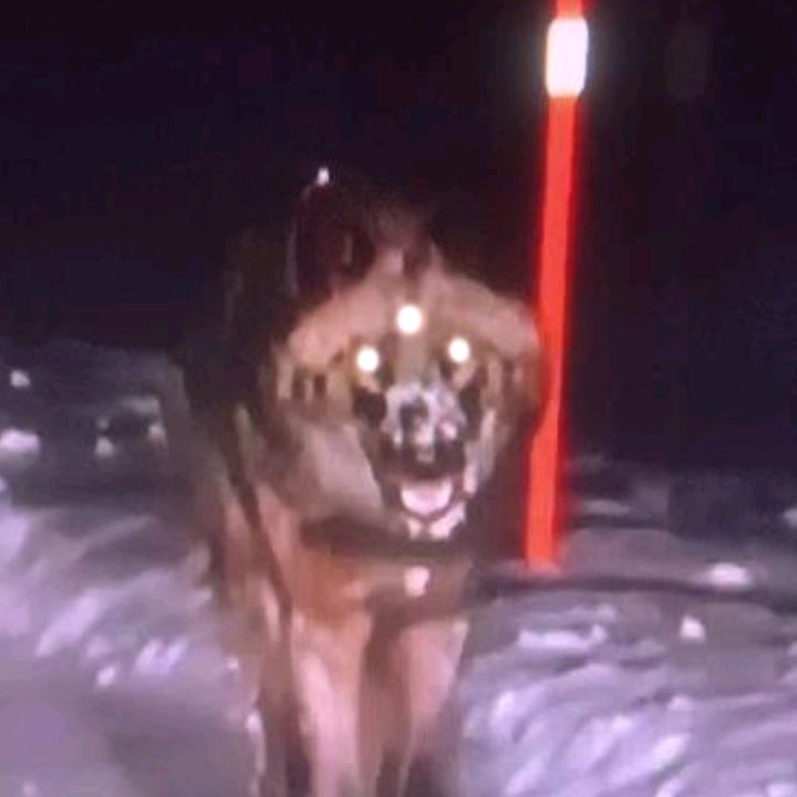 Sleep paralysis Dino