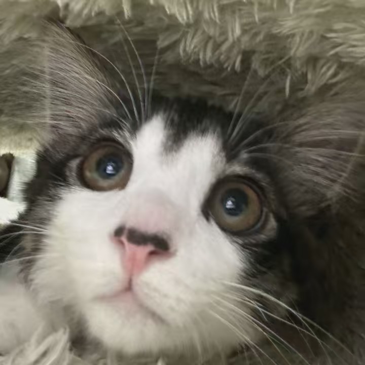 ❤マー🐱小鉄❤