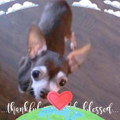 Rosalind Trentacoste