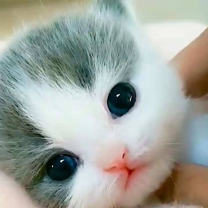 Adzuki Bean