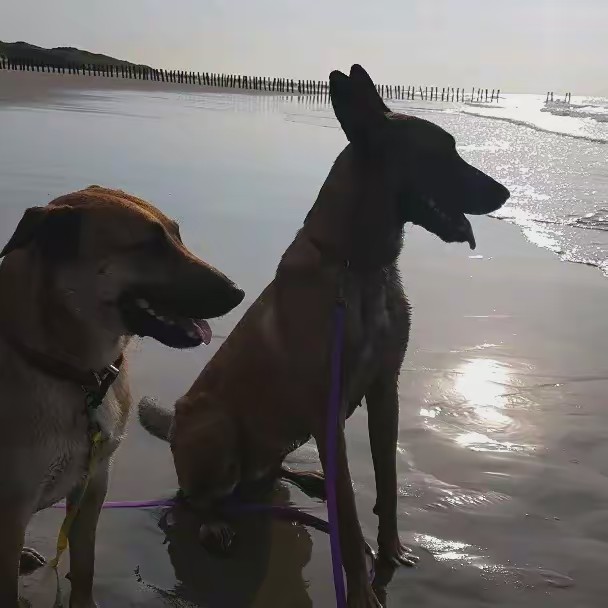 livingwithmalinoisdogs