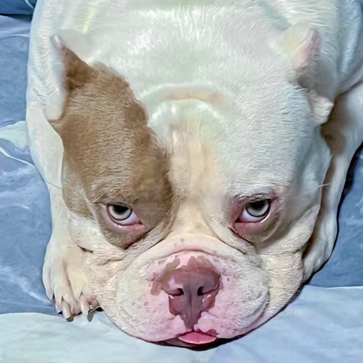 ผมชื่อรถถังครับ