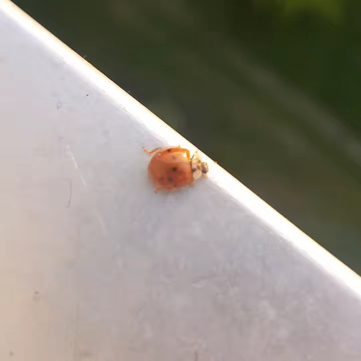 🤘☠️Dana☠️🤘