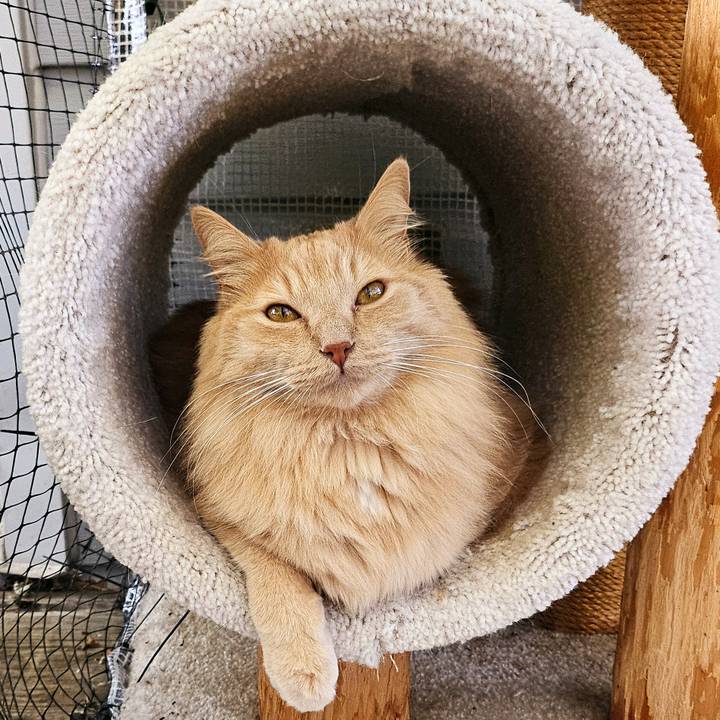 Purrfect Ginger Kitties