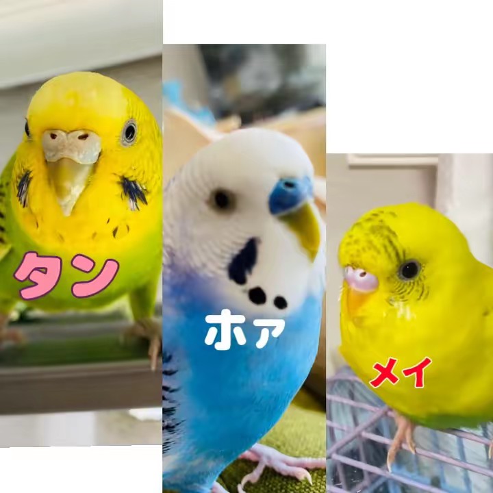 タンホァメイ《マミー》