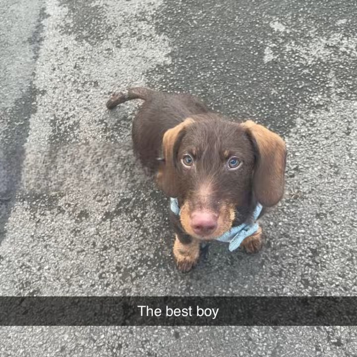 Milo the sausage