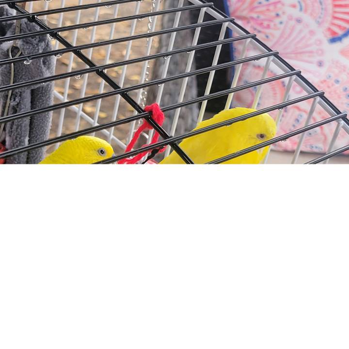 Budgies and parakeets