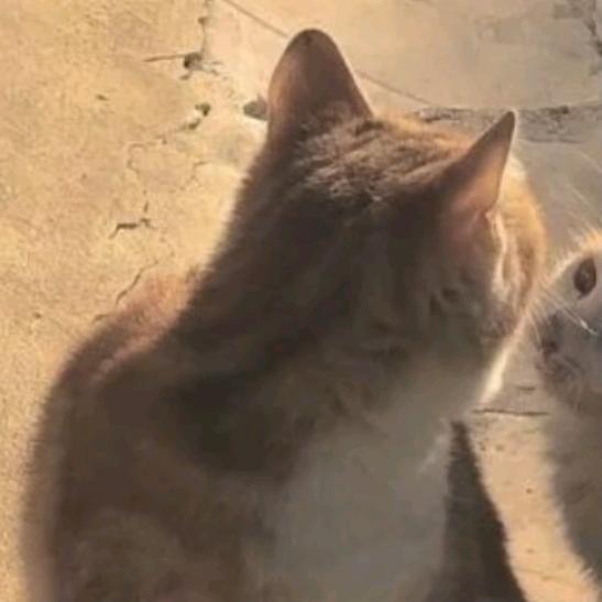 ✩₊˚☁️⋅♡˚₊⋅©μ€¥∆ππ€‧₊˚♡⋅☁️˚₊✩