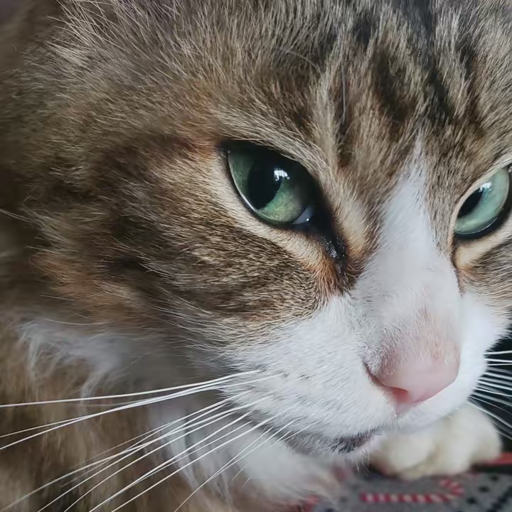 kat (taylor's version)