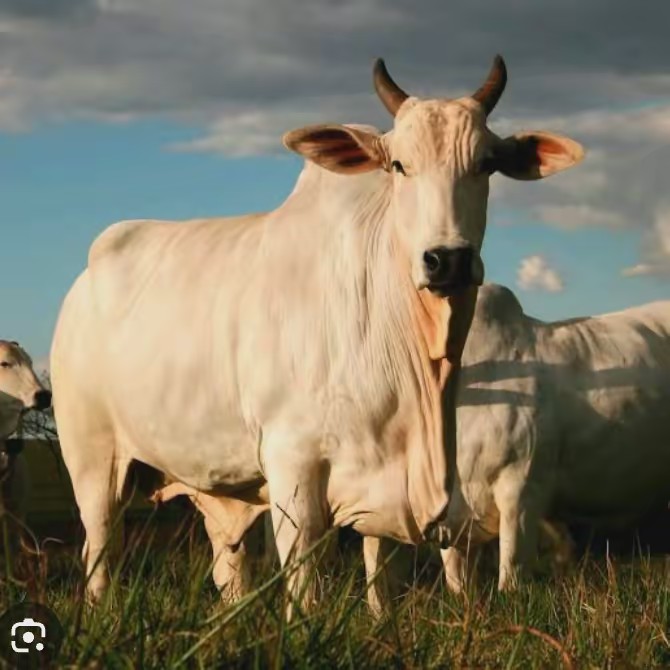fazenda  e  a  nossa   vida
