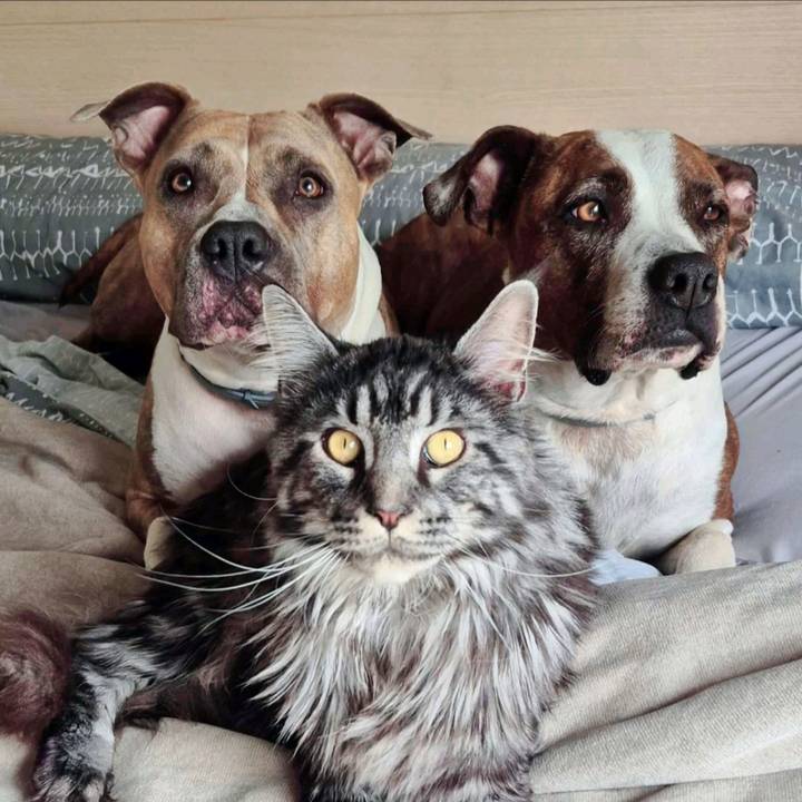 🩷Xominos Family🩷