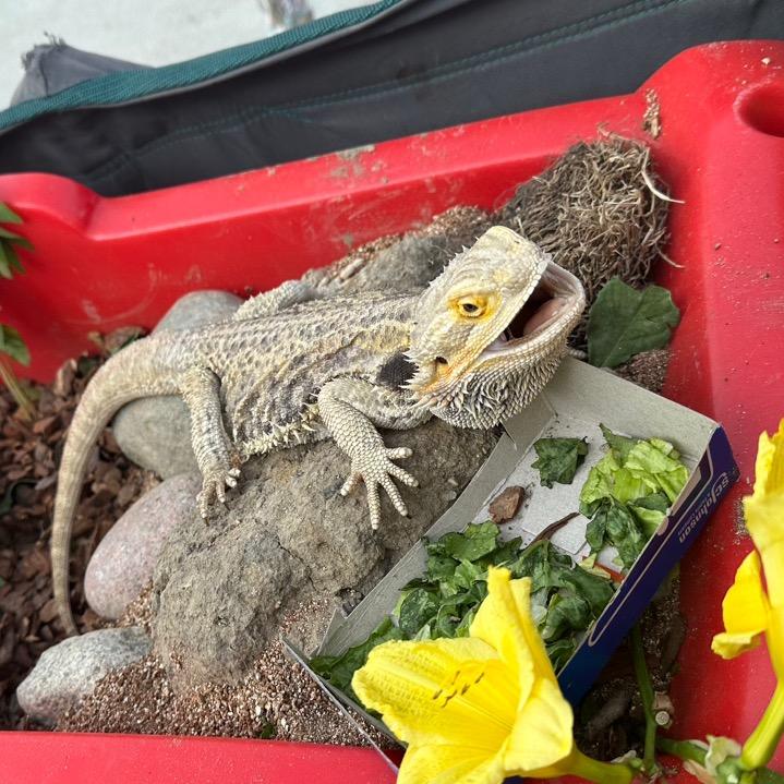 Not your average lizard