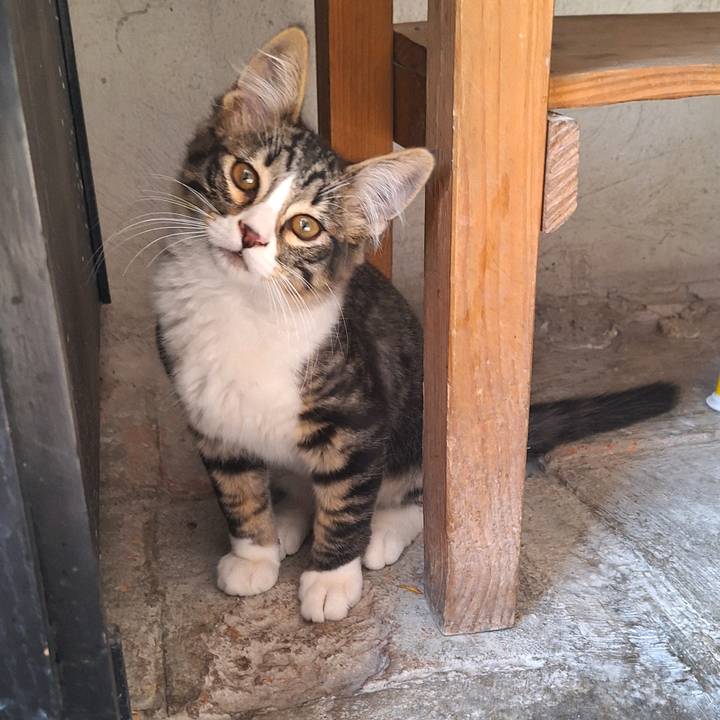 Pandilla gatuna🐱💕