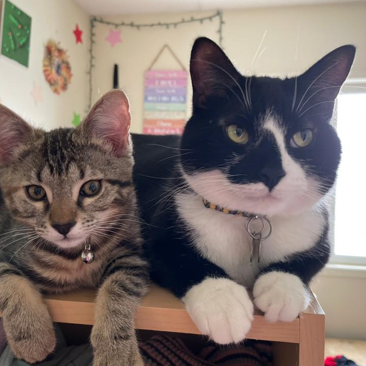 CrazyCatLadyCraftsBU