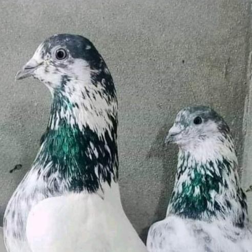 🇵🇰🐦kpk Abbottabad🐦🥀