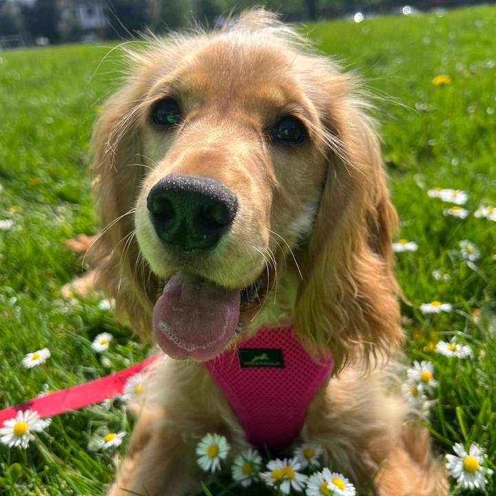 Daisy The Cocker 🌼