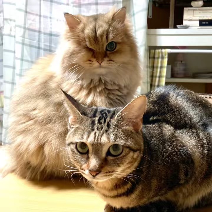 ねこやまねここ