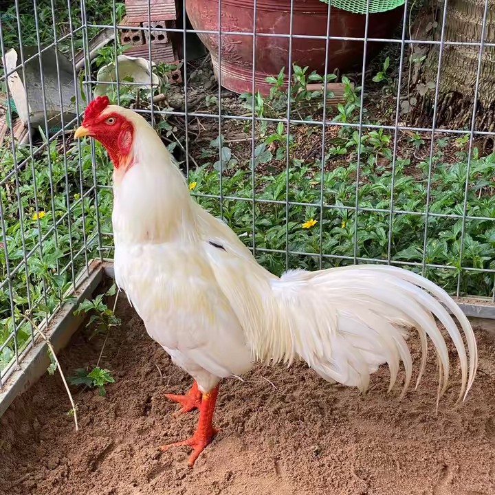 shop Gà Chiến Miền Tây