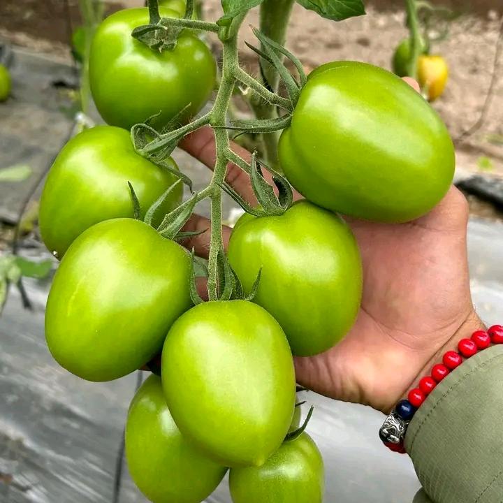 O.🍅🧅HP🙏👏O.