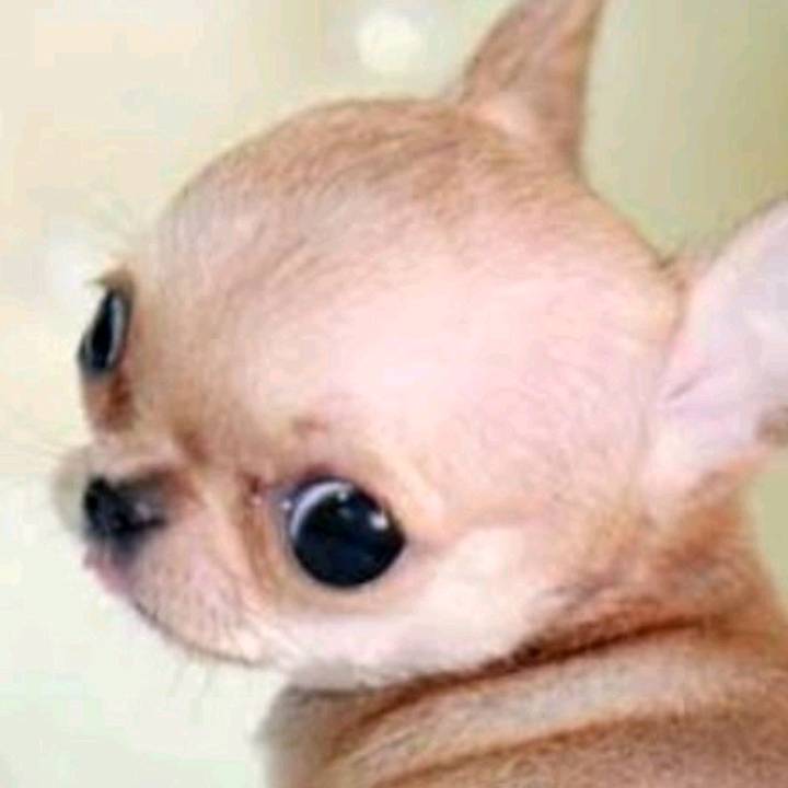 Dominic Esquivel Hernández