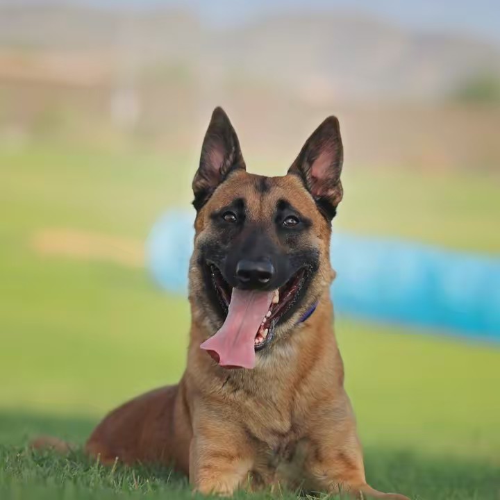 azmalinoisgirl