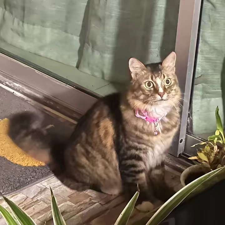 นับตังคือชื่อแมว