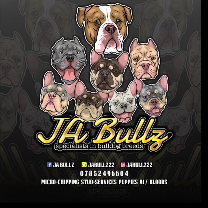 JABULLZ