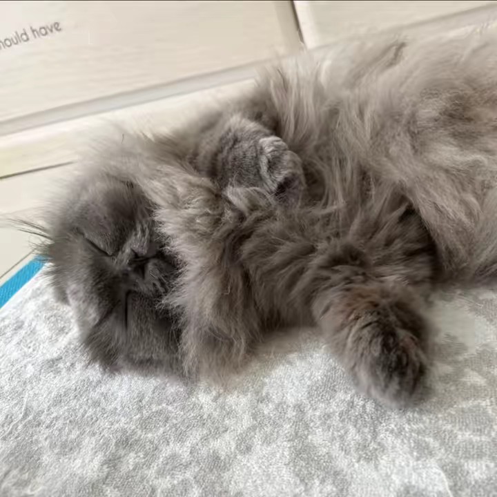 復活のアーニャ🥜