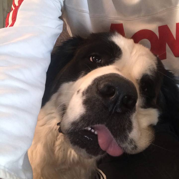 roxythestbernard