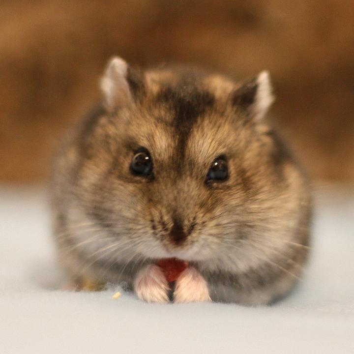 Happythehamster 🐹