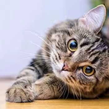 にゃあになりたい