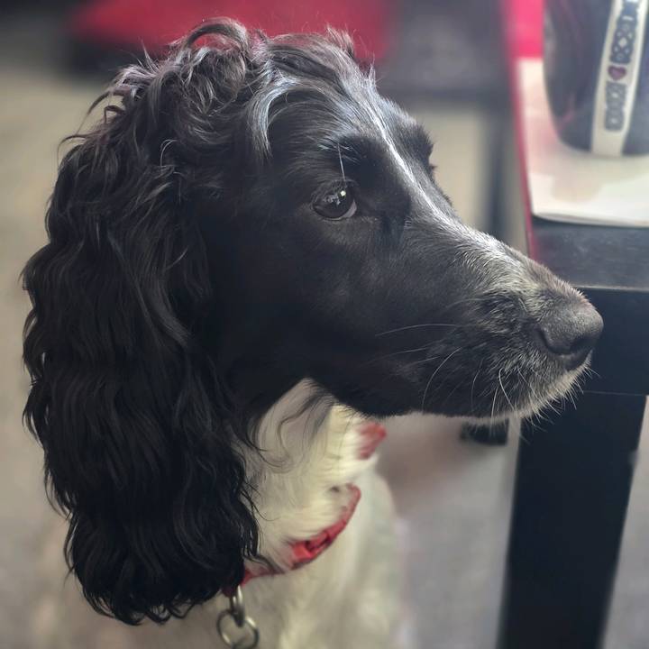 Sadistic Spaniel Lady 🐶😈