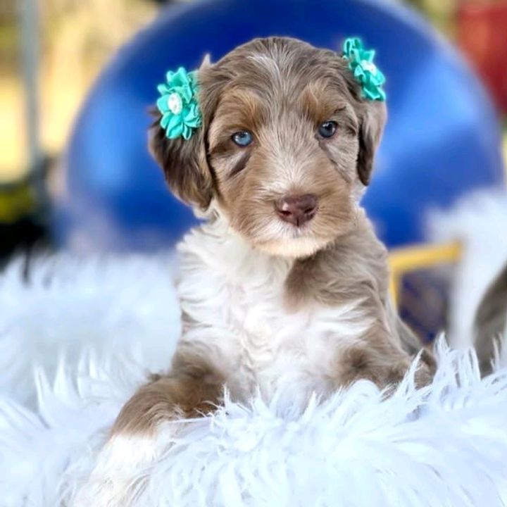 Bernal Pets Goldendoodle 🐩