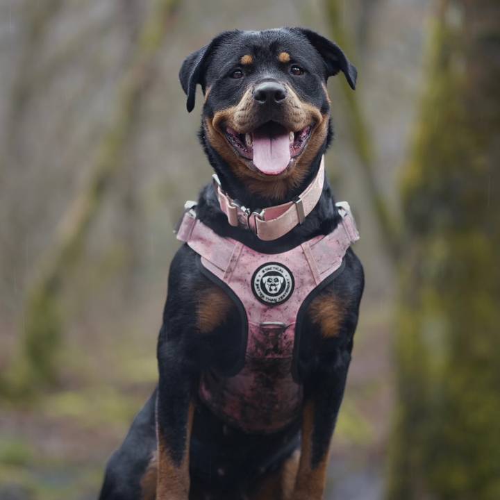 Kylie.the.rottweiler