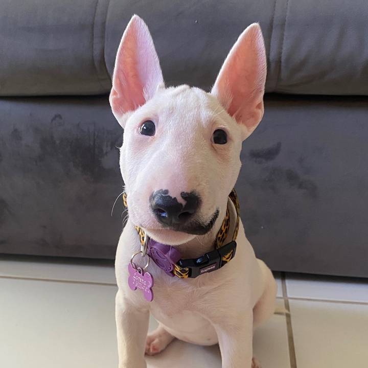 Zaya Bullterrier Mini